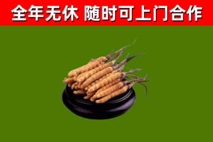龙海烟酒回收冬虫夏草.jpg